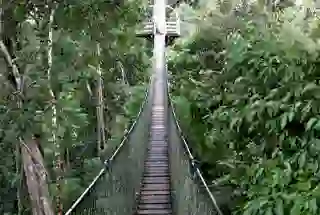 Canopy Walk