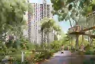 Woodland Machans